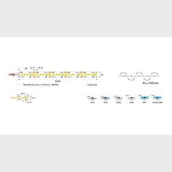 W 2100K, 17,28w/m, 96Led/m, IP21